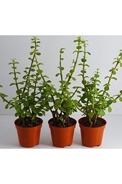 Aysima Çiçekevi Crassula Bonsai Porticulara Afra Yesim Ağacı Şans Bitkisi Suk...