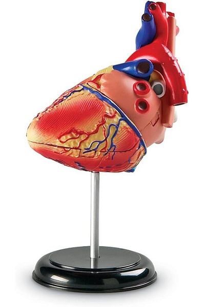 Learning Resources Heart Anatomy Model