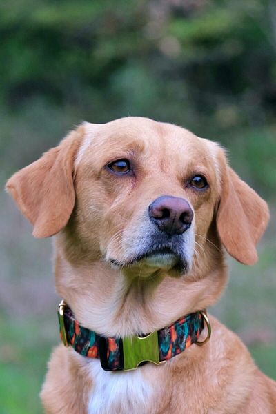 UTDpet Peacock Dog Collar Large