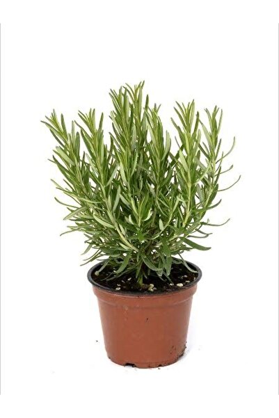 körfezgardens Saksılı Biberiye Fidanı