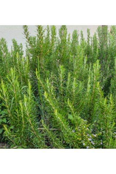 The Best Online Biberiye Fidanı, Saksıda, 10-15 cm, 1 Adet