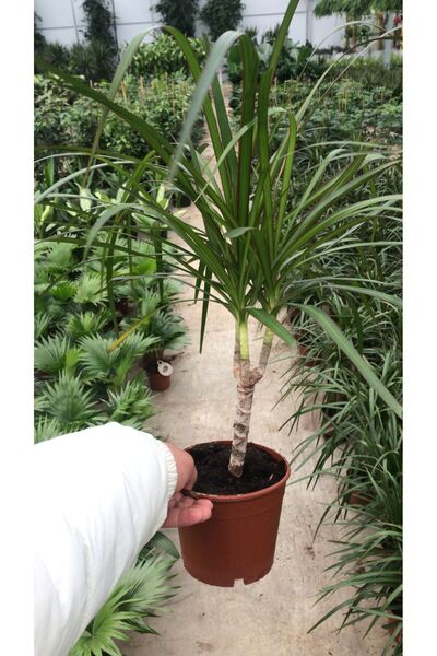 Fintarla Dracaena Marginata Tek Gövdeli Salon Bitkisi 35-50 Santim