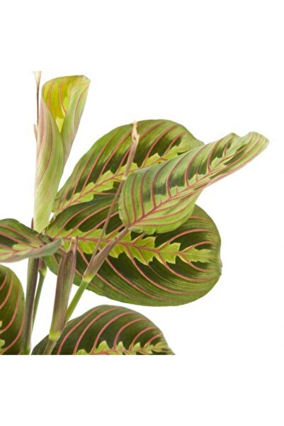 Fintarla Calathea Maranta XL Form Leuconeura Fascinator Dua Çiçeği Ev Ofis Salon İthal Iç Mekan Bitkisi