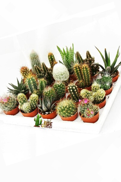EGE GARDEN 6 Adet Kaktüs Seti Özel Set