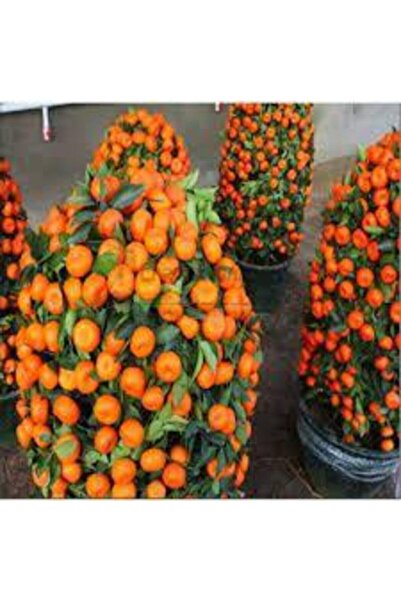 Tohumcumm 5 Adet Tohum Bodur Bonsai Mandalina Bonsai Ağacı Tohum Saksı Toprak...