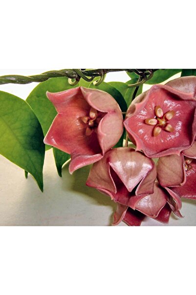 Aysima Çiçekevi Mum Çiçeği Yoğun Kokulu Hoya Carnosa Publicalis Gül Kurusu Re...