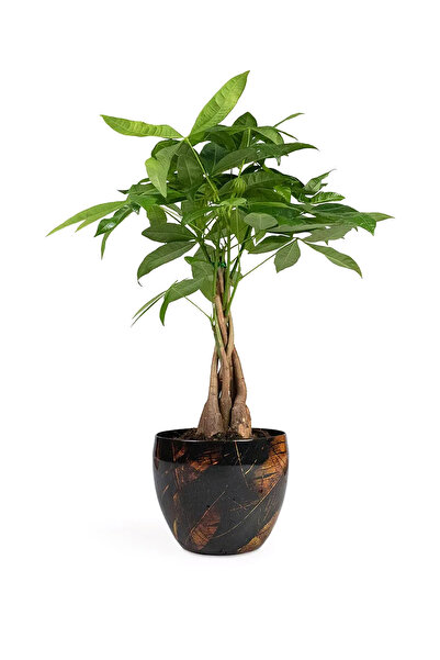 Genel Markalar Vive El Yapımı Metal L Saksı 21x16 cm