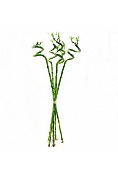 BİTKİ KARAVANI Lucky Bamboo 100 Cm (x5) ( Şans Bambusu )