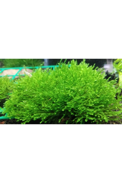Oquanus Spiky Moss Akvaryum Canlı Bitki 200 Cc