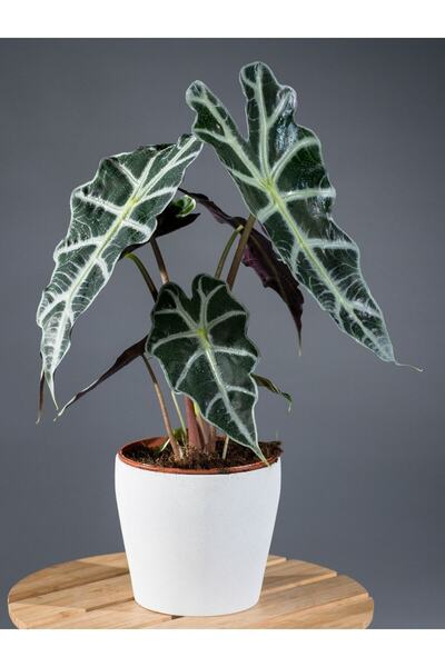 İklim Flowers Ve garden İklim Flowers Ithal Alocasia Amazonica Polly - Fil Kulağı 30-40 Cm