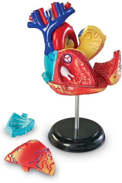 Learning Resources Heart Anatomy Model