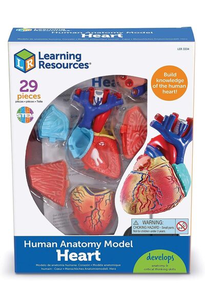 Learning Resources Anatomi Modeli - Kalp