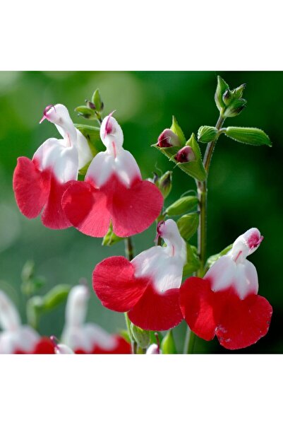 The Best Online Süs Adaçayı Salvia Hot Lips, Saksıda, 15-30 cm, 5 Adet