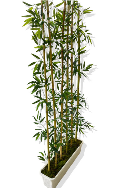 Cihan Çiçekçilik BAMBU SEPERATÖR 175 CM 6 ADET BAMBU 72 CM BEYAZ SAKSI