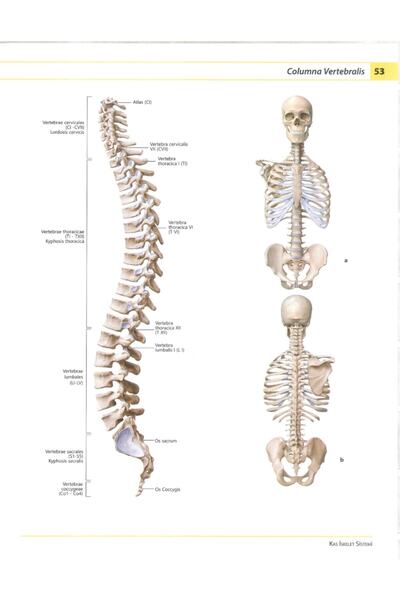 Nobel Tıp Kitabevi Sistematik Insan Anatomi Atlası Sobotta Netter Anastasi Tıp Fakültesi 1. Sınıf