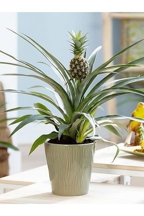 Short ananas outlet