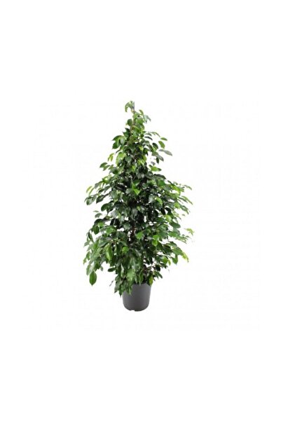 Berceste Peyzaj tasarım Benjamin Bitkisi 60-100 cm Ficus Benjamina Ofis Bitkisi Ev Bitkisi Salon Bitkisi