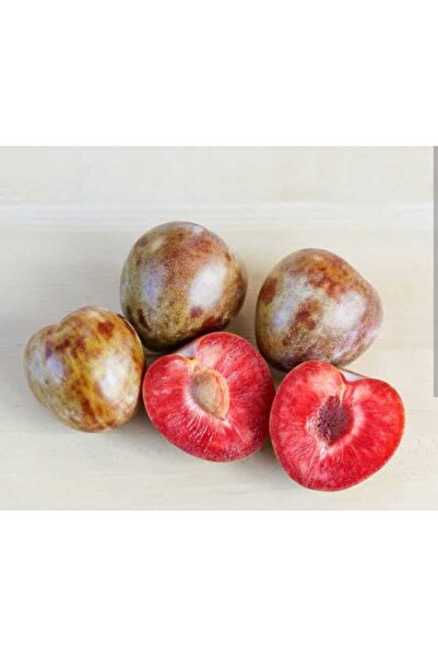 Doğan Fidancılık Tüplü Yarı Bodur Red Heart Erik Fidanı