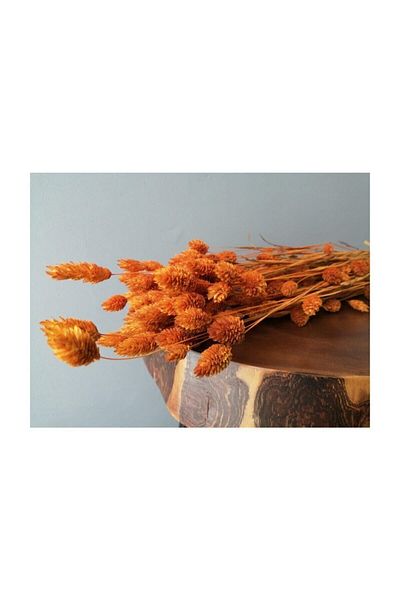 Hobigram Τεχνητό λουλούδι Dry Flower Bird's Eye (PALARIS GRASS) Πορτοκαλί – Τεχνητό & Ξηρό Λουλούδι, Κομψό Σχέδιο – Τεχνητό Λουλούδι