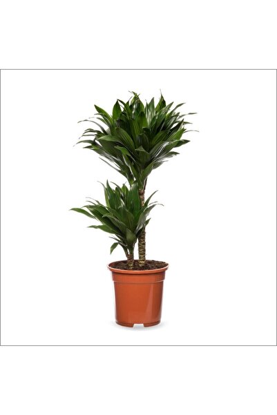 BahçemizBurada Dracena Compacta - 2'li Dracena Fragrans Compacta (30cm -60 Cm)