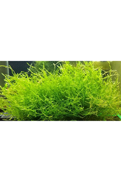 Oquanus Erect Moss Akvaryum Canlı Bitki 200 Cc