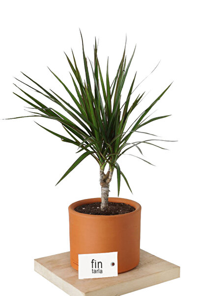 Dracaena Marginata Single Body 50 - 60 Cm