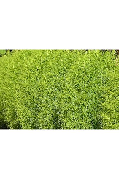 Tohumcumm 20 Adet Tohum Otu Çiçeği Tohumu Mezarlık Çiçeği Tohumu Kabir Çiçeği Süpürge Otu Tohum Saksı Toprak