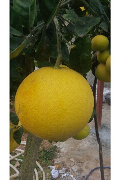 Tohumcumm 2 Adet Tohum Nadir Bulunan Ağaç Kavunu Tohumu Ağaç Kavun Tohum Saks...