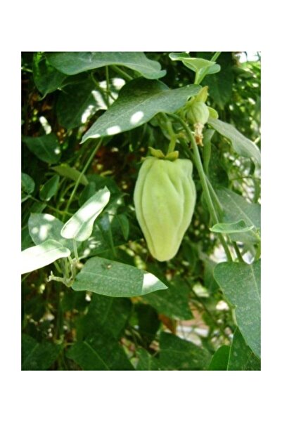 Tohumcumm 20 Adet Çok Nadir Bulunan Kastamonu Ağaç Bamya Tohumu