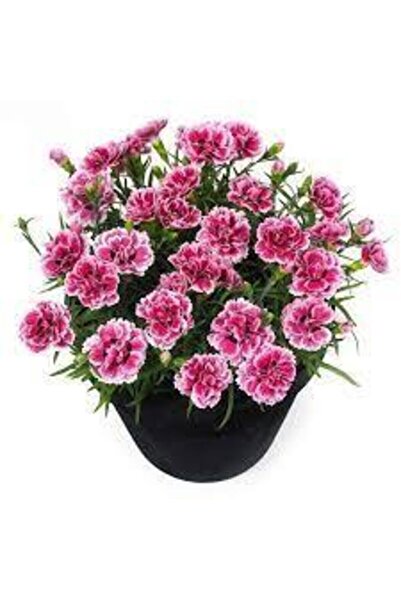 Tohumcumm 20 Adet Nadir Bulunan Tohum Bodur Karanfil Çiçeği Tohumu Karanfil T...