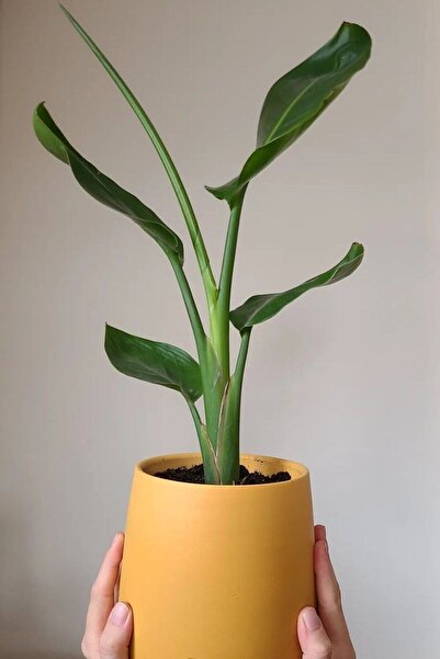 Garden Online Starliçe (Cennet Kuşu Çiçeği) - Dekoratif Saksılı Strelitzia Nicolai Canlı Salon Bitkisi - 50-60 cm