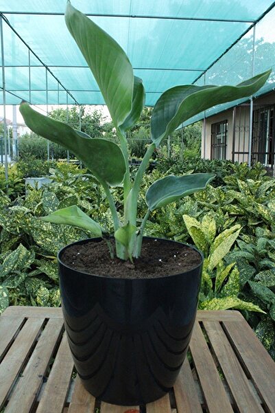 Garden Online Starliçe (Cennet Kuşu Çiçeği) - Dekoratif Saksılı Strelitzia Nicolai Canlı Salon Bitkisi - 50-60 cm