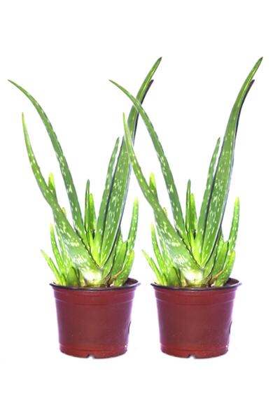 serada decor & plant 2 Adet Aloevera Çiçeği Bitkisi Aloe Vera Fidanı Dolgun B...