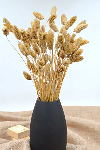 Dekora Çiçek Kurutulmuş Kuş Otu (PALARİS ÇİÇEĞİ) Naturel 50 Dal