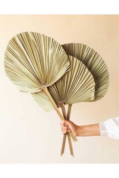 Lavinya Palmiye Yaprağı