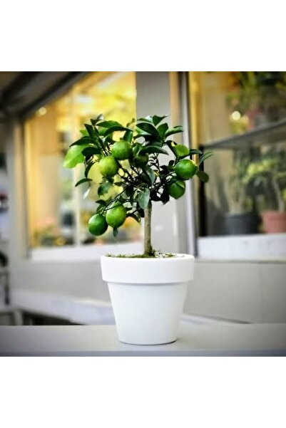 körfezgardens Bodur limon Ağacı Körfez gardens kalitesiyle 75cm boy