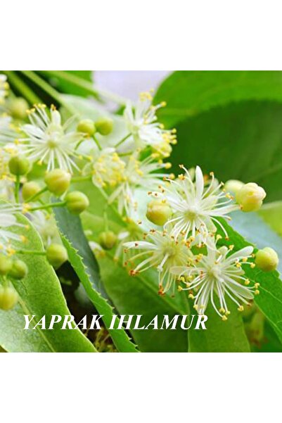 Numenore Yaprak Ihlamur Karadeniz Ormanlarından (100 Gram)