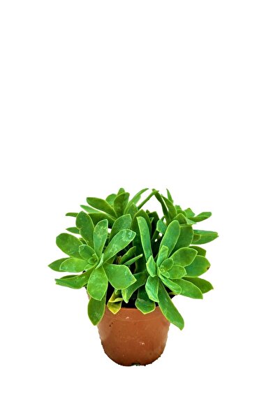 TAŞ RÜYASI Sedum Palmeri 5,5 Cm