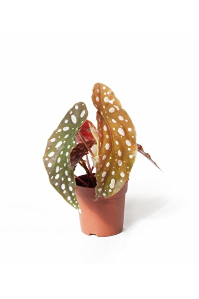 Cemre Garden Begonia Maculata - Çilli Begonya Mini - Ev Ofis Salon Iç Mekan Bitkisi - Ø:7 Cm - H:15 Cm
