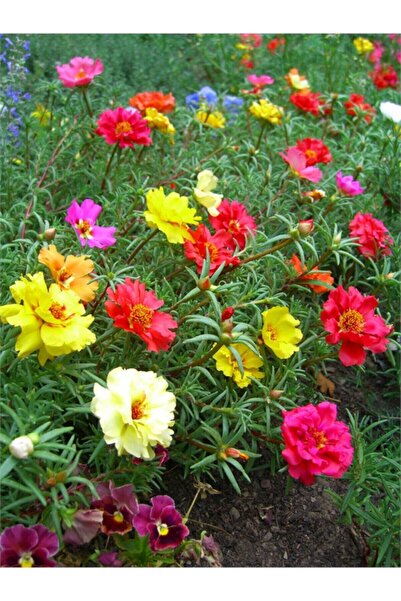 Tohumcumm 25 Adet Tohum Organik Katmerli Ipek Çiçeği Tohumu Katmerliipek Çiçe...