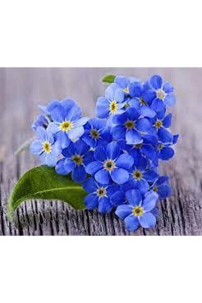 Tohumcumm 20 Adet Çok Nadir Bulunan Unutma Beni Çiçeği Tohumu Beni Unutma Çiçek Hediye Tohumlu