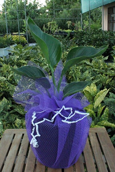 Garden Online Starliçe (Cennet Kuşu Çiçeği) - Dekoratif Saksılı Strelitzia Nicolai Canlı Salon Bitkisi - 50-60 cm
