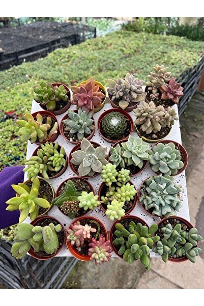 PETRANİNBAHCESİ Hayat Ağacı 10 Adet 5+5 Kaktüs Sukulent Seti Ha20200407