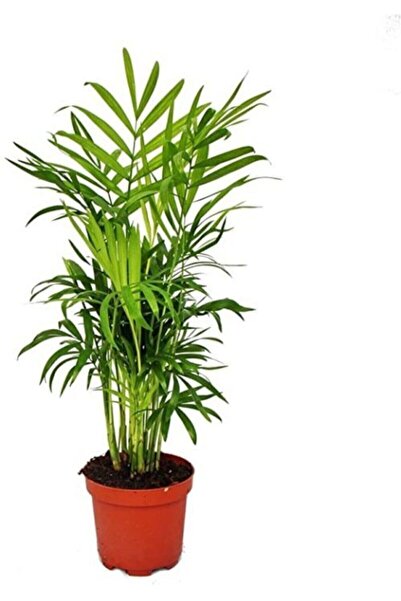 SELİNARYUM Chamaedorea Elegans | Dağ Palmiyesi (ithal) Saksı Bitkisi - Ev Bitkisi