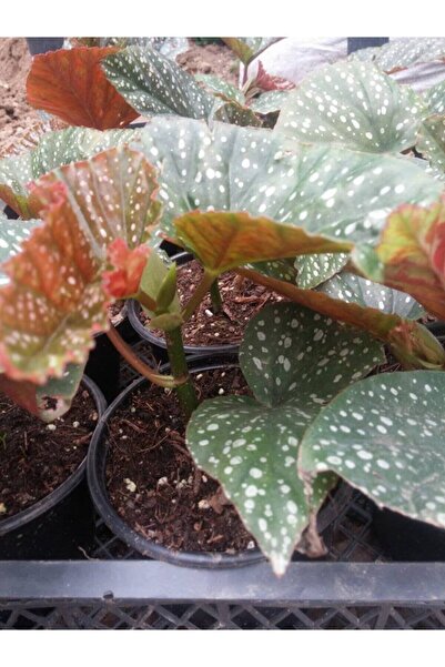 Genel Markalar Çilli Begonya