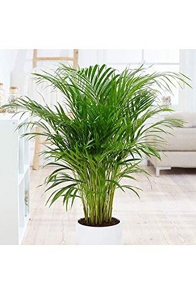 e-fidanci Areka Palmiyesi 85-105 cm Arası