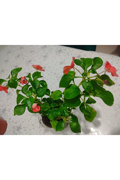 SARMASK CAM guzeli fidesi (25-40cm )