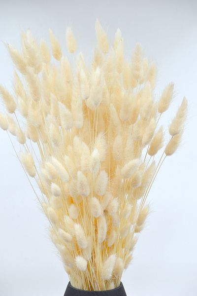 Dekora Çiçek Λευκό αποξηραμένο βαμβάκι - 40 κλαδιά (RABBIT TAIL)