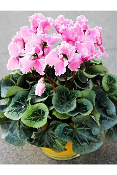 Tohumcumm 5 Adet Tohum Çok Nadir Bulunan Sıklamen Çiçeği Tohumu Saksı Toprak ...