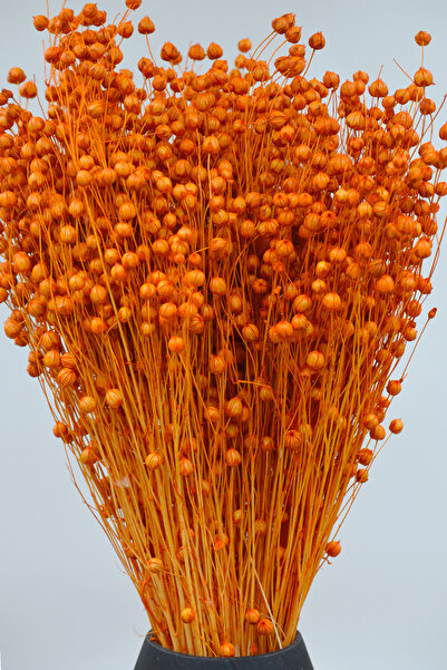 Dekora Çiçek Kurutulmuş Keten Otu (Luna otu) Turuncu